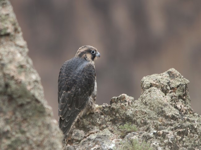 A bird sits on a rocky perch. The bird has brown feathers, black markings, and a gray beak.